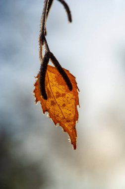 Kış mevsiminin güzelliğini ışıl ışıl bir salkım ağacıyla yaşayın. Cazibe ve zarafetle dolu bir peri masalı dünyasına adım at. Doğanın muhteşem bir görüntüsü. Kış büyüsü. Soğuk zarafet.