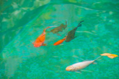 Koi sazan balığının büyüleyici güzelliğini büyüleyici bir sahnede tecrübe edin. Zihninin başıboş dolaşmasına ve tanımlanmamış sınırlar içinde huzur bulmasına izin ver. Sıradanlığın ötesindeki sınırsız güzelliği keşfet..