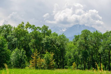 Kendinizi doğanın güzelliğine daldırın. Ağaçların rüzgarda zarif bir şekilde sallandığı, gökyüzünü renklendiren pamuk bulutlarla birleştiği bu nefes kesici parka daldırın.