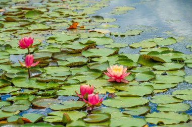 Lotus. Nelumbo. Nymphaeaceae. Nilüfer çiçeği. Büyüleyici su balesi! Bu nilüferler duyularınızı büyüleyeceğinden emin olduğunuz renkler ve şekiller için çarpıcı bir senfoni oluştururlar. Doğa Zarafeti