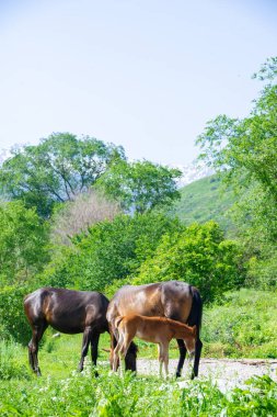 Mutluluk... uçsuz bucaksız bir çayır ve bir ağız dolusu lezzetli ottur! At Hayatı Yaşıyor