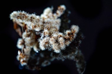 Koyu bir arkaplan karşısında göz kamaştırıcı altın rengi. Kuru sonbahar yaprakları hissi uyandırır. Bu renk paleti ile çarpıcı görsel karşıtlık oluştur.