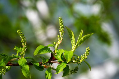İlkbaharın başlarında kuş kirazının güzelliğini tecrübe etmek narin çiçek tomurcukları büyümeyi ve yenilenmeyi sembolize eder. Doğa güzelliklerle dolu yeni bir mevsim vadeder.