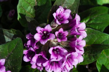 Physochlaina, Çin 'in kuzeybatısında ve çevresindeki bölgelerde bulunan itüzümü familyası Solanaceae' ye ait küçük bir bitki cinsidir..