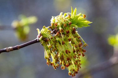 Doğanın güzelliğini canlı renklerle yakala. Bahar esintisinde akçaağaç çiçeklerinin nazik dansının tadını çıkar. Evinize biraz doğal zarafet ve çarpıcı fotoğraflar ekleyin..