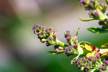 Büyüleyici leylak çiçeklerine hazır olun. Doğanın güzelliğinin tadını çıkar. Mor iyilik patlaması için bizden ayrılmayın..