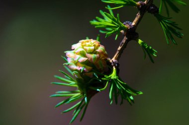 Baharda sergilenen parlak pembe kozalakların tadını çıkarın. Doğaya dokun ve güzelliğini takdir et. Doğal ortamlarında çiçek açan çam ağaçlarının eşsiz ve nadir görüntüsünün tadını çıkar..
