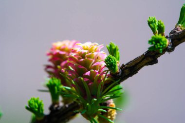 Baharda parlak pembe kozalakların göz kamaştırıcı güzelliği. Çiçek açan çam ağaçlarının eşsiz ve nadir türlerini takdir et. Doğayla bağlantı kur ve yeni başlangıçların büyüsüne tanık ol..