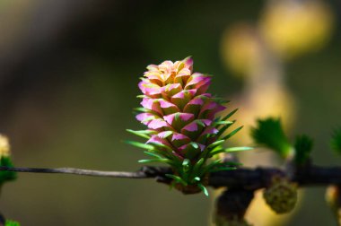 Baharın başlarında sersemletici pembe tarçınlı koni manzarasının tadını çıkar. Doğayla bağlantı kur ve çevrendeki güzelliği takdir et. Nadir ve nefes kesici bir doğa olayına tanık olun..