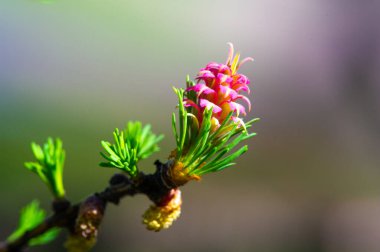 Güzel pembe bir karaçam konisi manzaraya canlı renkler ekler. Parlak gölgesi ile baharın ilk zamanlarındaki manzarayı süslüyor. Doğanın güzelliği bu çarpıcı mücevher parçasında açıkça görülüyor..
