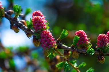 Güzel pembe bir karaçam konisi manzaraya canlı renkler ekler. Doğada yeni başlangıçların ve büyümenin sembolü. Yeşil çam dalının çarpıcı kontrastı.