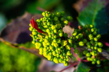 Berberis aquifolium, Kuzey Amerika 'da yetişen Berberidaceae familyasından bir bitki türü..