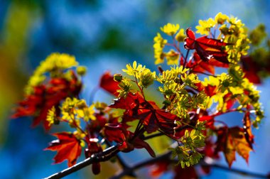 Acer Rubrum, Kuzey Amerika 'daki en yaygın yaprak döken ağaçlardan biri. Akçaağaç ya da akçaağaç olarak da bilinir. Kıtanın doğu ve orta bölgelerine dağıtılmıştır..