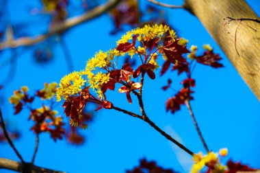 Acer Rubrum, Kuzey Amerika 'da yaygın olarak bulunur. Sonbaharda parlak kırmızı yapraklarıyla tanınır. Rutubetli topraklarda nemli topraklarda iyi yetişir. Çeşitli vahşi yaşam türleri için yaşam alanı ve yiyecek sağlar..