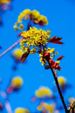Kırmızı akçaağaç hızla büyür ve sonbaharda parlak kırmızı yapraklar elde eder. Islak ve kuru topraklar da dahil olmak üzere çeşitli toprak koşullarına uyum sağlar. Akçaağaç suyundan da aynı şekilde akçaağaç suyu yapabilirsiniz..