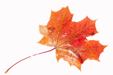 Sonbahar akçaağaç yapraklarının karmaşık detaylarını yakından çek. Makro fotoğrafçılıkla çarpıcı ve sanatsal görüntüler oluşturun. Doğanın güzelliğini eşsiz ve yaratıcı bir şekilde keşfedin..