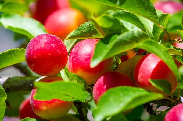 Prunus cerasifera, kiraz eriği ve dünya dengesi eriği olarak bilinen bir erik türüdür. Güneydoğu Avrupa ve batı Asya 'ya özgüdür ve Britanya Adaları' nda vatandaşlık alır.