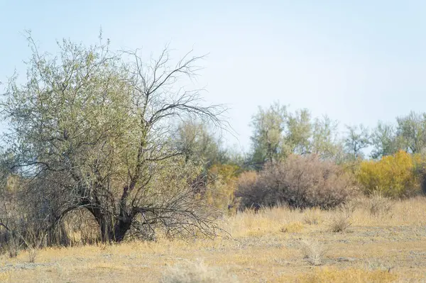 Sonbahar, Steppe. Çayırlar. Yalnızlık huzuru, sonbaharın atmosferine sonsuz bozkırlar arasında yayılır. Doğa Bakımları
