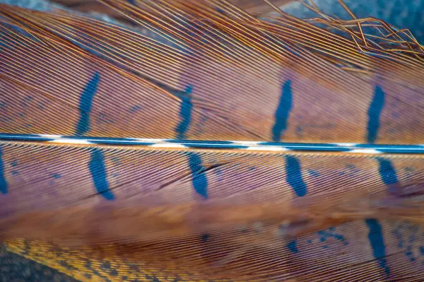 Doğanın güzelliği bir tüy sülününde yakalanır. Yaradılışın mucizelerini gösteren karmaşık detaylar. Zarafet ve zarafetin sembolü. Sanat ve tasarım için ideal..