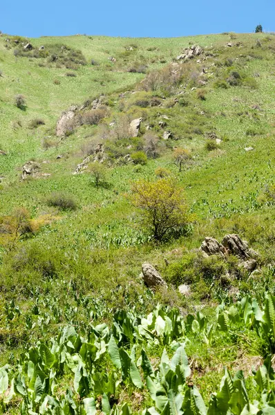 İlkbahar dağlarda Dağların ihtişamı tüm yıl boyunca sihirlidir. İlkbaharda çiçek açan bahar mevsiminde yemyeşil patikalar sonbaharda alevli yapraklar ve karla kaplı zirveler.