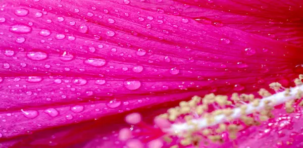 Hibiscus rosa-sinensis, Çin gülü, mor çiçekleri çiçek açmış, parlak ve bereketli altın merkezlerle doluydu.