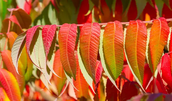 stock image Autumn leaves on the branches of trees. When everything looks like a magical oil painting, you know it's autumn!