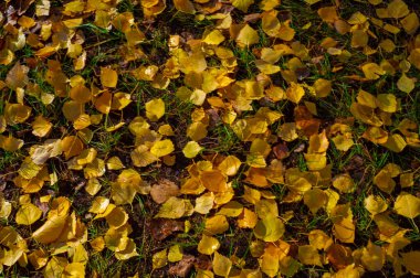 Yılın en güzel zamanı huş ağacının renkli sonbahar yaprakları, yaprakları kalp şeklinde ve beyaz kabuklu yaprak döken yapraklar..