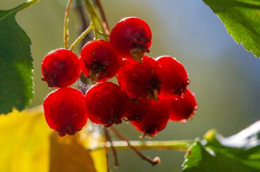 Kırmızı, turuncu ve sarı tonlarında güzel sonbahar yaprakları. Göz kamaştırıcı doğal ışık, canlı renkler ortaya çıkarıyor. Açık hava manzaralarında sonbahar güzelliğinin özünü yakalamak..
