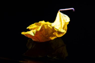 Yüksek kalitede kurumuş amber yaprağı. Çay demlemek ya da yemek tarifleri eklemek için ideal. Antioksidan ve vitamin açısından zengin. Bitki çayı koleksiyonuna harika bir katkı..