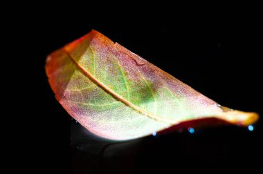 Sonbaharda parlak kırmızı bir kürek yaprağının çarpıcı bir görüntüsü. Koyu siyah arkaplandaki karşıtlık çarpıcı bir görsel etki yaratır.
