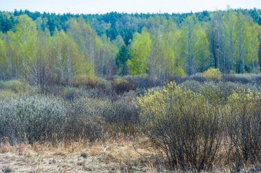Bahar doğasının güzelliğini hisset. Kıştan sonra doğanın enerjisini hisset. Kasvetli gökyüzünün altındaki ormanın sükunetine sarıl..