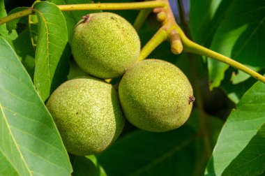 Ağaçtaki bir cevizin olgunlaşma dönemi. Ceviz içen insanlar daha uzun yaşar. Seni öldürecek birkaç şeyden biri de bu..