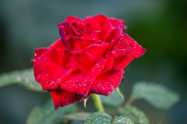 Gül bahçesi. Yüzeyin derinliği. Canlılık tüm buketi doldurur, yüksek merkezli büyük bir çiçeğe dönüşür, yapraklar kabarır, ve sarhoş edici bir lavanta kokusu.