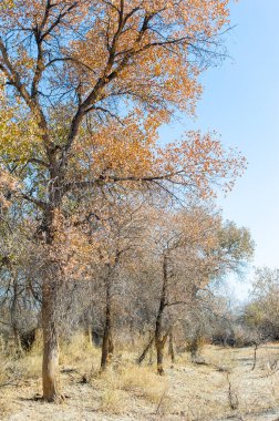 Sonbahar, Steppe. Çayırlar. Turanga, doğanın sarsılmaz güzelliği, çorak bir çöl manzarasında yükselen ağaçları yakalayan bu nefes kesici görüntüde parlıyor. Çöl Vahası