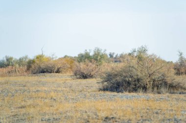 Sonbahar, Steppe. Çayırlar. Alışılmışın ve değişimin ortasında güç bul. Köklerinizle birleşin ve dengeyi sağlayın. Yalnızlığın ve dayanıklılığın güzelliğini kucakla..