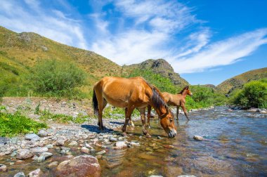 Atlar susuzluklarını gidermek için akan nehrin yanında toplanırlar. Akan su sürüye ferahlatıcı bir içecek verir. Atlar dereden su içince doğanın güzelliği ortaya çıkar..