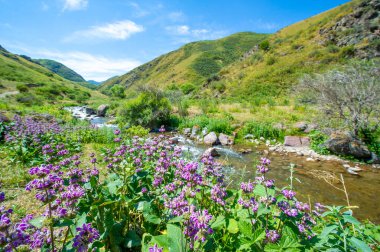 Stachys Macrantha (C. Koch) Stearn - Grandiflora Stachys Macrantha 'nın canlı mor çiçekleri ile süslenmiş sakin bir nehir, güneşle sırılsıklam olmuş kayalardan oluşan bir zemine nazikçe tünemiş.