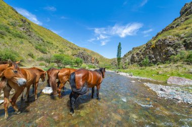 Atlar bir dağ nehrinin yakınında huzur içinde otlar. Doğanın dingin güzelliğini yakalıyorum. Vahşi doğada huzurlu ve pitoresk bir sahne.