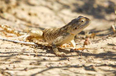 Agama, Kazakistan 'daki gizemli Agamas dünyasını keşfet. Bu kertenkelenin eşsiz özelliklerini ve davranışlarını öğren. Kazakistan ekosisteminde agamaların nasıl bir rol oynadığını öğren..