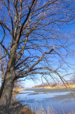 Nehir tekrar akmaya başlar. Bahar geldiğinde ağaçlar yapraklanmaya başlar ve yeni büyümenin erken belirtilerini gösterir. Geçen yıl mevsim için yeni çimenler yeşerdikçe sarı çimenler de yeşile döner.
