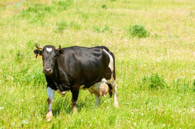 Çayır boyunca gezinen bir ineğin huzurlu manzarasının tadını çıkar. Nazik ve memnun bir inekle doğanın en saf halinin tadını çıkar. Kırsal hayatın ve huzurun güzelliğini yakala.