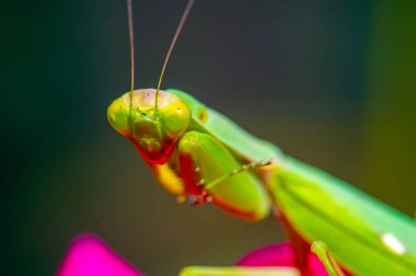 Peygamberdevesinin büyüleyici dünyasını tanımaya çalış. Bu büyüleyici yaratığın gizemli görünüşünü ve karmaşık özelliklerini yakalayın. Bu hayret verici fotoğrafta doğanın mucizesini görün.