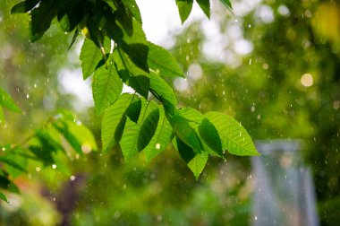 Doğanın güzelliği yaz yağmuruyla canlanır yemyeşil yapraklar ferahlatıcı ve canlı bir atmosfer yaratır.