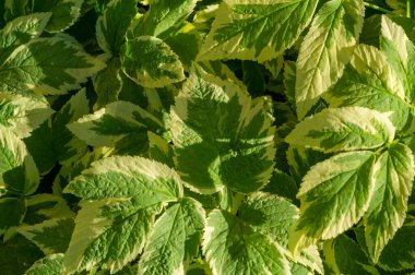 Aegopodyum podagraria Variegata, Aegopodyum podagraria bitkisinin değişik bir türüdür. Çekici yeşil ve beyaz yaprakları var. Bu bitki genellikle bahçelerde bir arazi örtüsü olarak kullanılır..