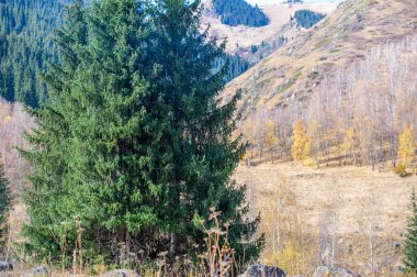 Sonbahar dağları, Tien Shan ladin, heyecan verici bir kır macerasının tadını çıkar. Bırak nefes kesen çam ağaçlarının sükuneti gezgin şehvetine ilham versin..