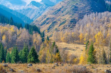 Görkemli bir dağ ormanında sonbaharın güzelliğini tecrübe edin. Altın Tien Shan ateşlerinin arasında bir yürüyüş yap ve kendini doğanın renkli tuvaline batır..