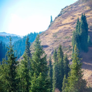 Sonbaharda Tien Shan 'ın büyüleyici güzelliğinin tadını çıkar. Kendinizi canlı yapraklara ve yeşil çam ağaçlarına daldırın. Nefes kesici manzaranın ve huzurlu bir atmosferin tadını çıkar..