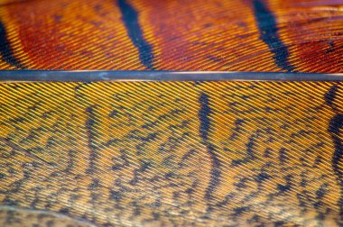 Sülün tüyü, tüylü sülünün enfes ayrıntıları seni büyüleyecek. Güzelliğin ve özgürlüğün gerçek sembolü. Zarafet ve zarafeti temsil eder..