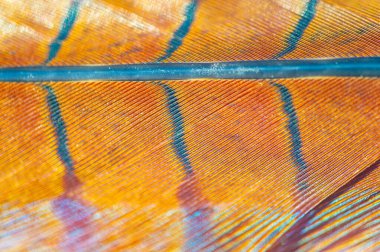 Sülün tüyünün hayranlık uyandıran güzelliğini tecrübe et. Bırak hayal gücün cazibesi ve zarafetiyle büyülensin. Doğal krallığın mucizelerini keşfedin..