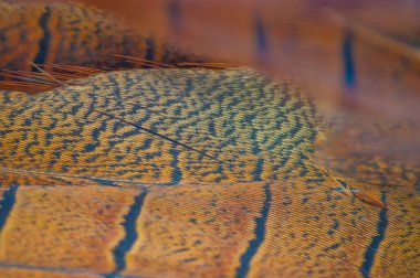 Doğanın güzelliğini Tüy İnceliği ile tecrübe et. Göz kamaştırıcı sülün tüyleri zarif başyapıtlara dönüştü. Her tüy özenle seçilir ve ona eşsiz bir görünüm kazandırmak için elde yapılır..